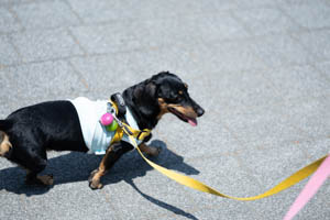 RF100mm f2.8 is usm